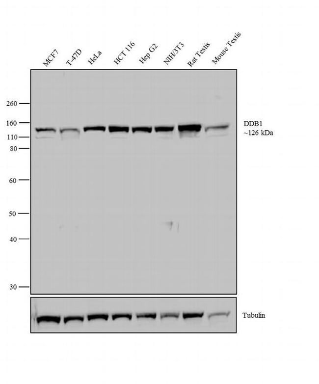 ANTI-DDB1, MOUSE MONOCLONAL ANTIBODY UNC