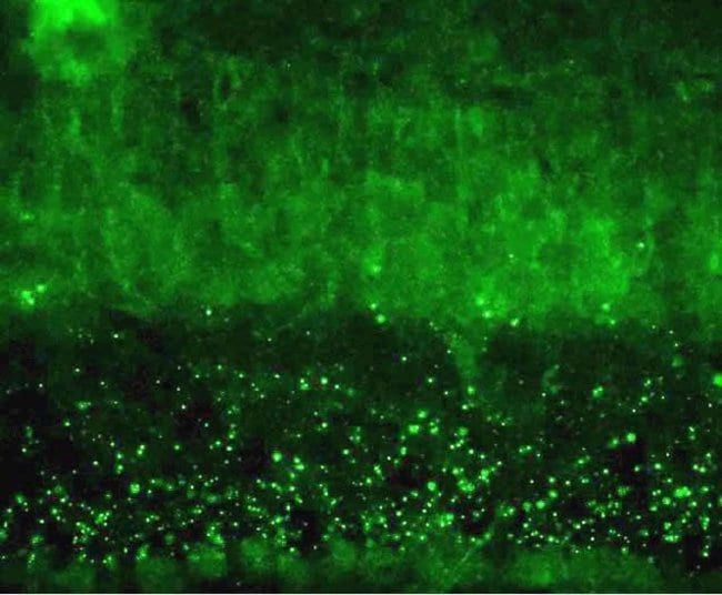ANTI-CONNEXIN 45, MOUSE MONOCLONAL ANTIB