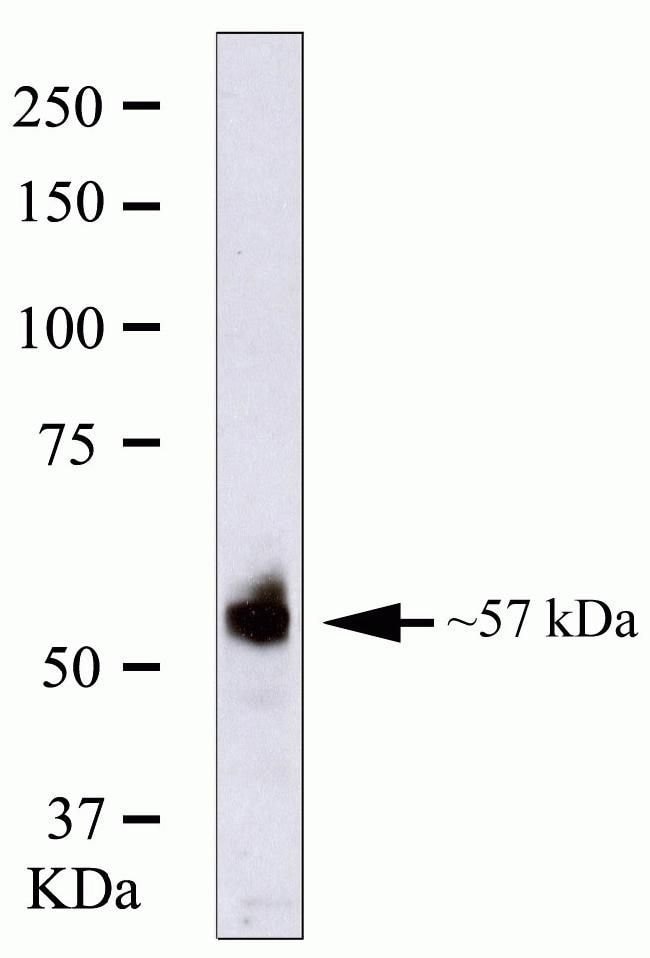 ANTI-RUNX2, MOUSE MONOCLONAL ANTIBODY 10