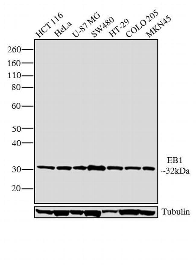 ANTI-EB1, MOUSE MONOCLONAL ANTIBODY UNCO