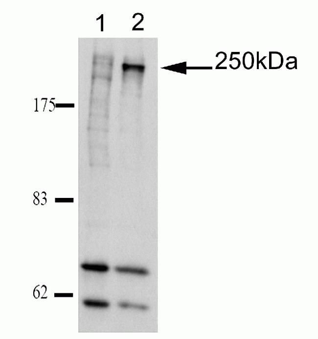 100 µg ANTI-NINEIN, MOUSE MONOCLONAL ANT