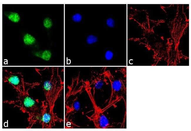 ANTI-PAX6, RABBIT POLYCLONAL ANTIBODY 10