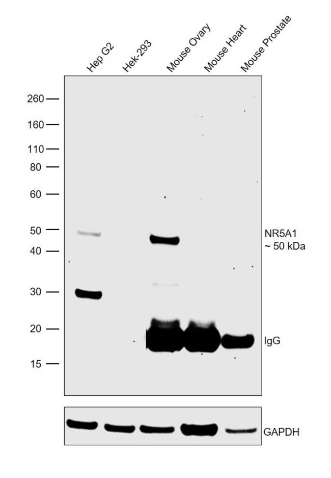 100 UG ANTI-STEROIDOGENIC FACTOR-1 HUMAN