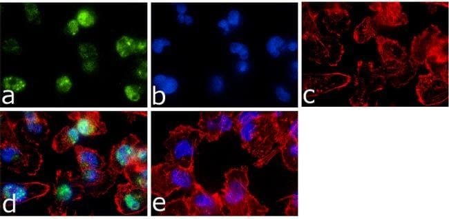 ALPHA1/2 [PT172] PAB 10 BLOT BIOSOURCE (