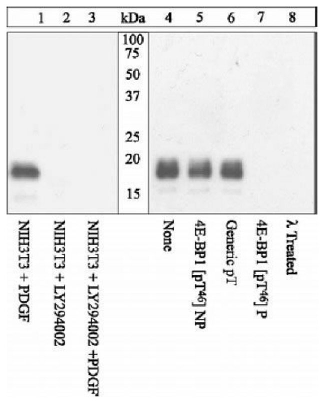 4E BP1 [PT46] PAB, 10 BLOT BIOSOURCE (TM