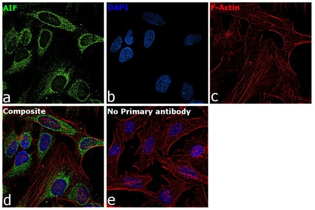 AntiAIF Monoclonal Antibody, 100 µg