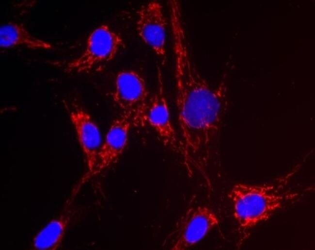 ANTI-NNT MONOCLONAL ANTIBODY 100 UG