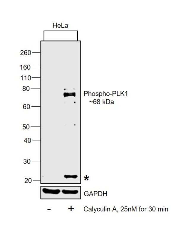 ANTI-PLK 1 [PS210], RABBIT POLYCLONAL .