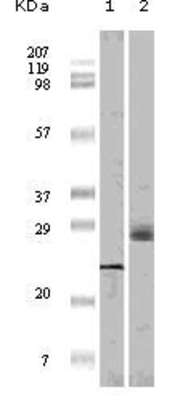 4E-BP1 Monoclonal Antibody 100 µl µL