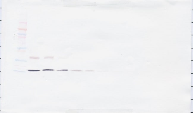 100UG ANTI-HUMAN IL-16 PEPROTECH