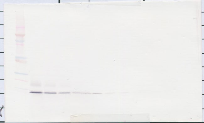100UG ANTI-HUM PERSEPHIN PEPROTECH