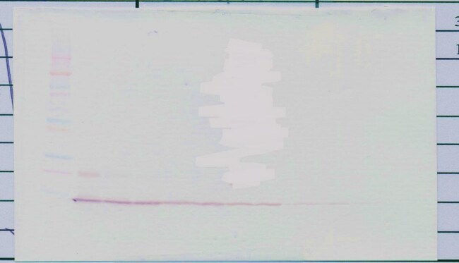 100UG ANTI-HUM BCA-1 PEPROTECH