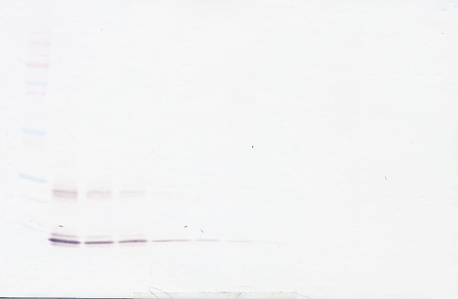 100UG ANTI-HUMAN IL-15 PEPROTECH