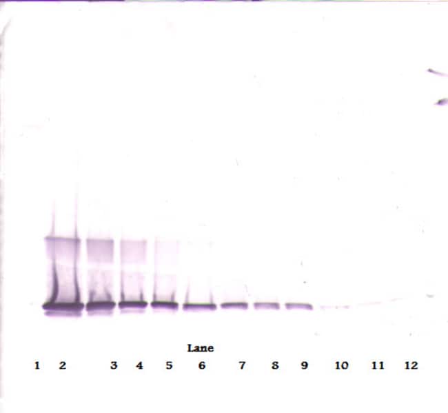 100UG ANTI-HUM 4-1BB LIGAND