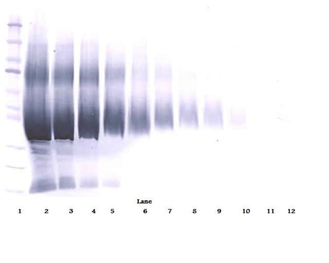 100UG ANTI-HUMAN IGF-BP5 PEPROTECH