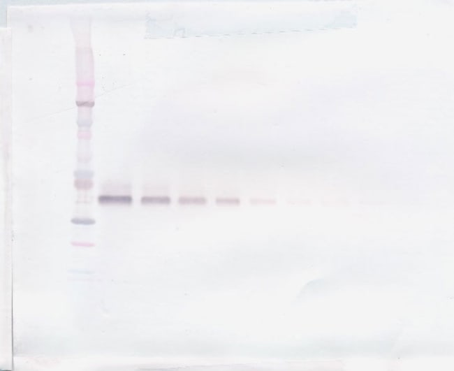 100UG ANTI-HUMAN WNT-3A PEPROTECH