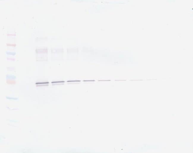 100UG ANTI-HUMAN PAI-1 PEPROTECH