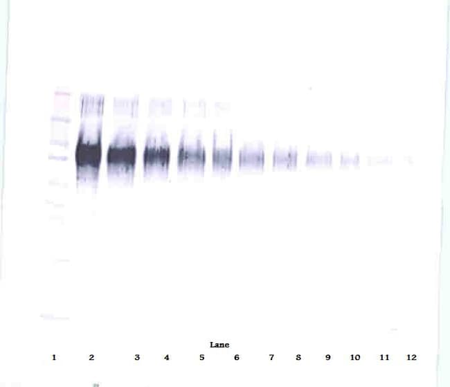100UG ANTI-HUMAN ICAM-1 PEPROTECH