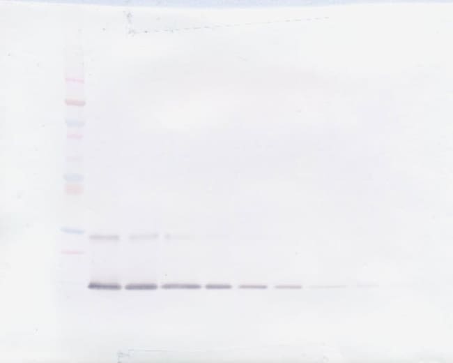 100UG ANTI-HUMAN IL-9 PEPROTECH