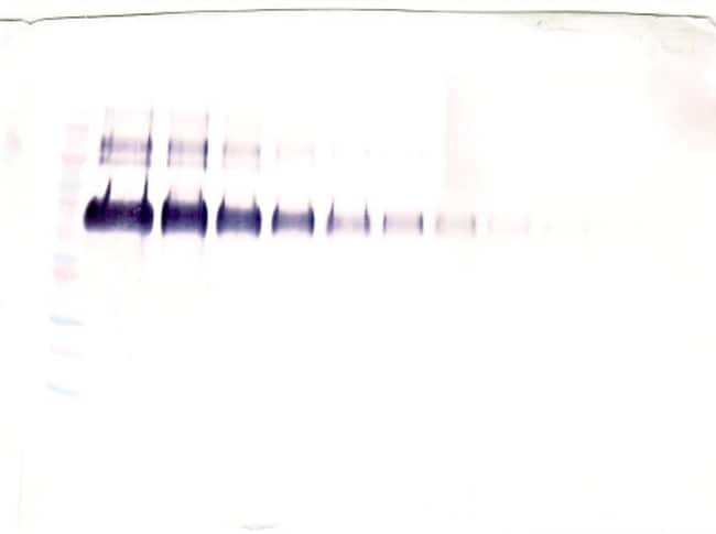 100UG ANTI-HUMAN KLOTHO PEPROTECH