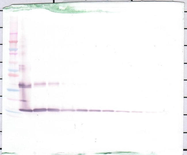 100UG ANTI-HUM IL-36GAMMA (IL-1F9)