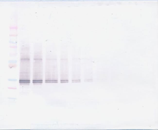 100UG ANTI-HUMAN FGF-23, PEPROTECH 100 U