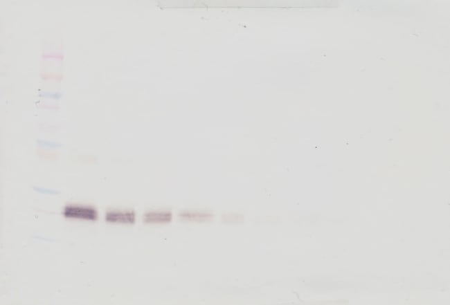 100UG ANTI-HUMAN IFN-BETA PEPROTECH