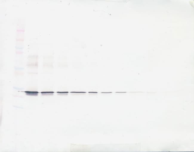 100UG ANTI-HUMAN APOA-I PEPROTECH
