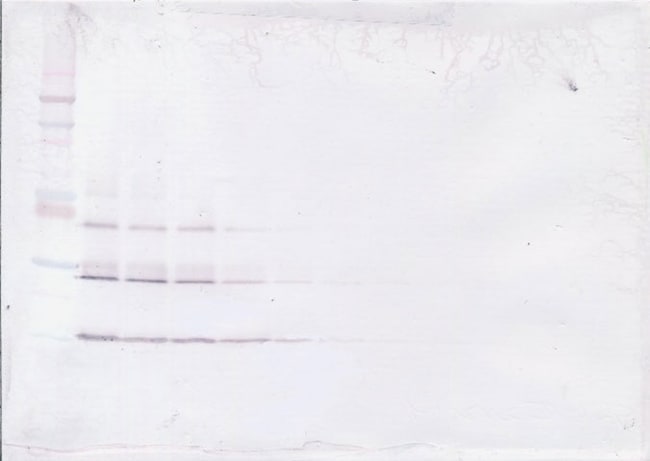 100UG ANTI-HUMAN NT-4, PEPROTECH 100 UG