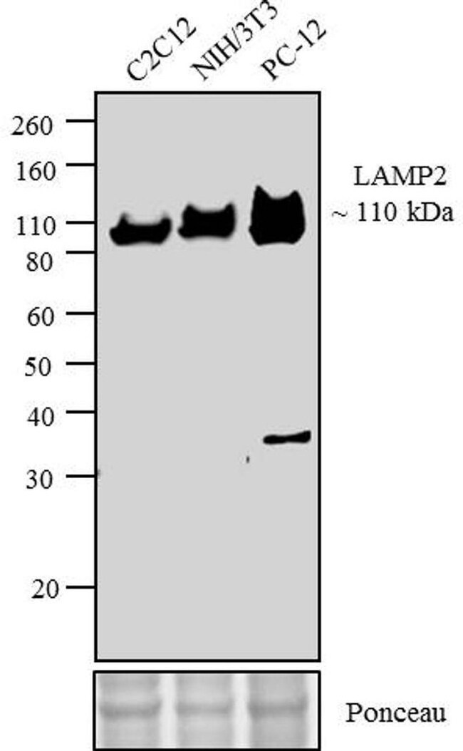 100UG RABBIT ANTI-LAMP2 ZYMED .