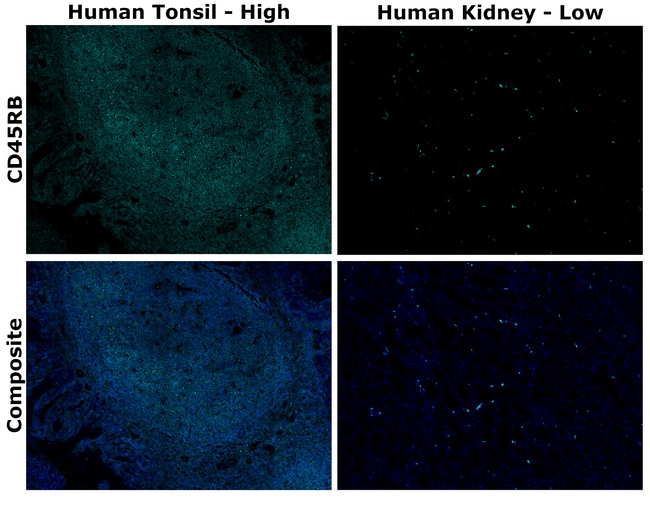 HU CD45RB PD7/26 AF700 MAB 500 UL