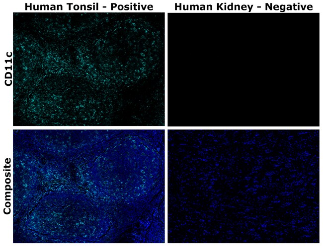 HU CD11C 118/A5 AF700 MAB 500 UL