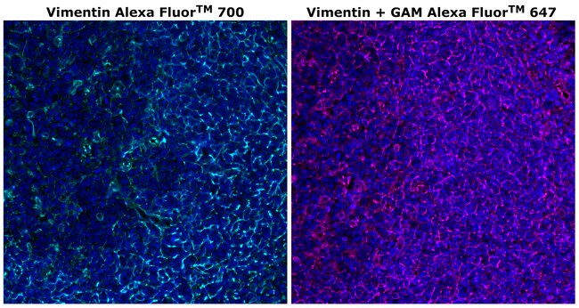 HU VIMENTIN V9 AF700 MAB 500 UL