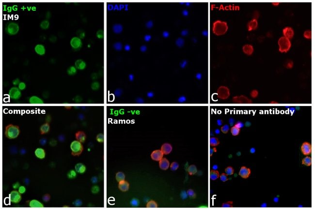 1 ML GOAT ANTI-HUMAN IGG. IMMUNOGEN: HUM