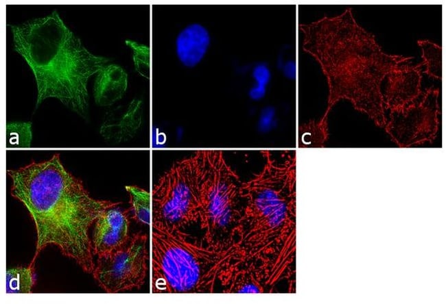 ANTI-ALPHA TUBULIN ANTIBODY CLONE