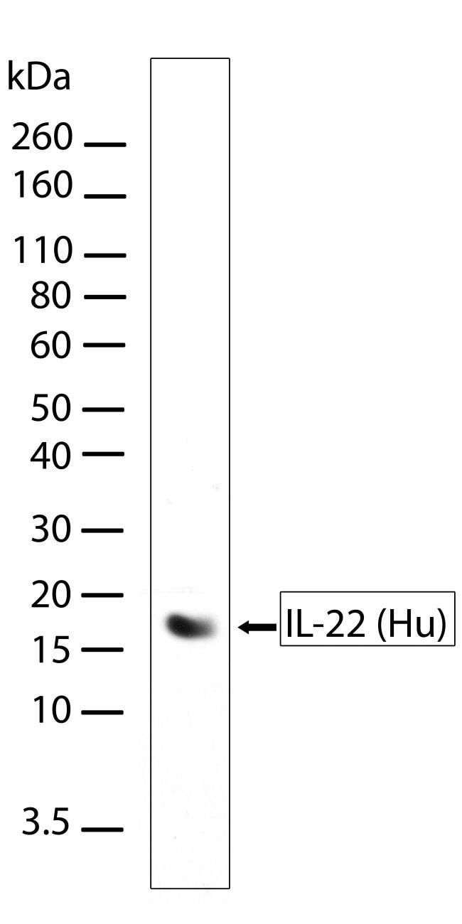 100UG Clone 11H16L16, Isotype IgG .