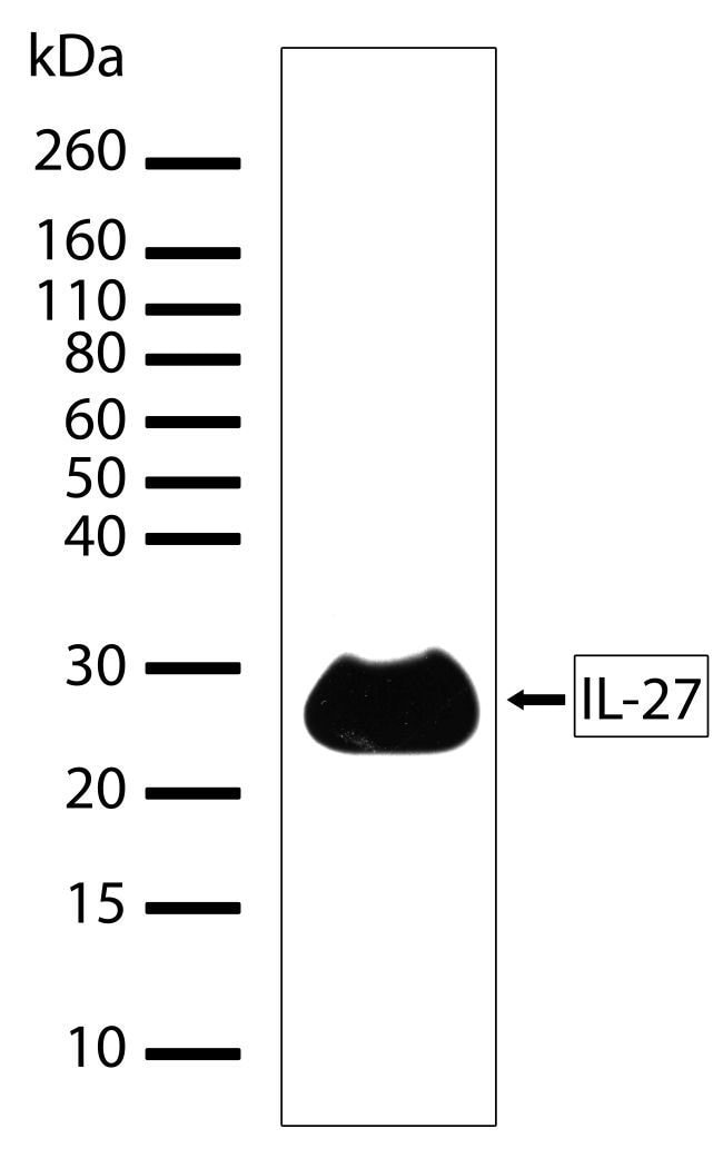 100UG Host Rabbit, Clone 7H7L10, Isotype
