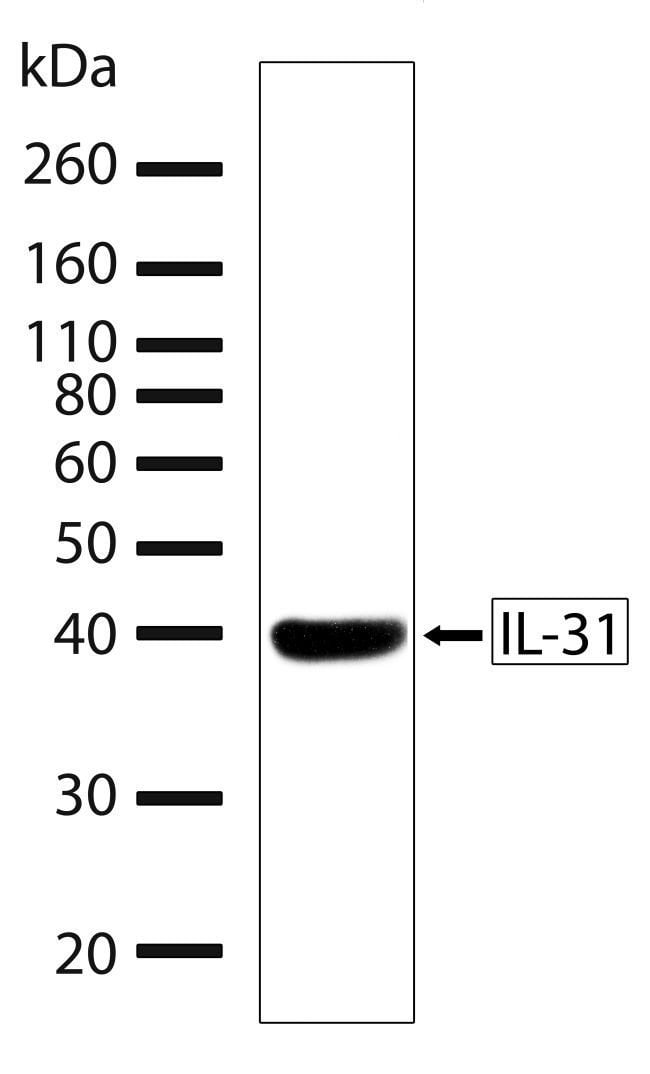 100UG Clone 15H15L3, Isotype IgG .