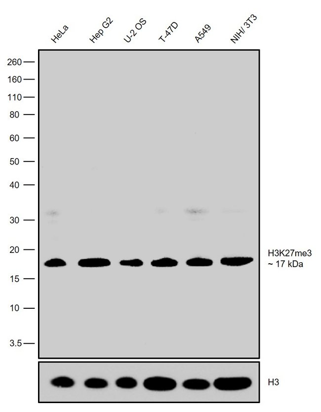 100UG H3K27ME330HCLCPOLYANTIBODY 100UG