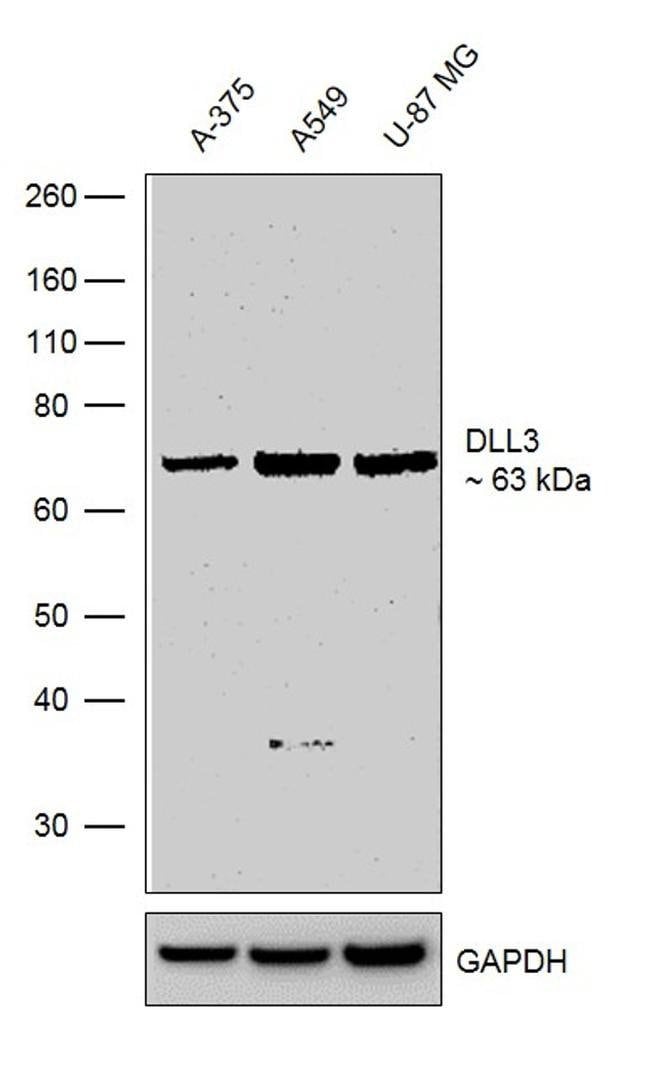 100UG DLL311H27L9MONOANTIBODY 100UG