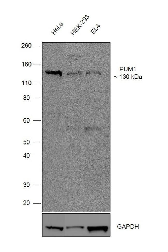 100UG PUM18H60L23MONOANTIBODY 100UG
