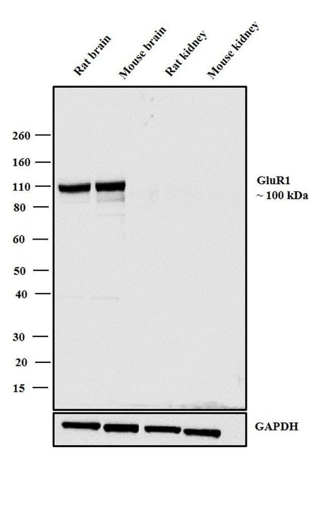 100UG GLUR14H62L3MONOANTIBODY 100UG