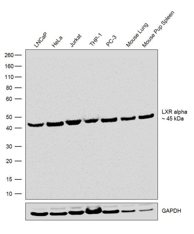 100UG LXRA12H21L12MONOANTIBODY 100UG
