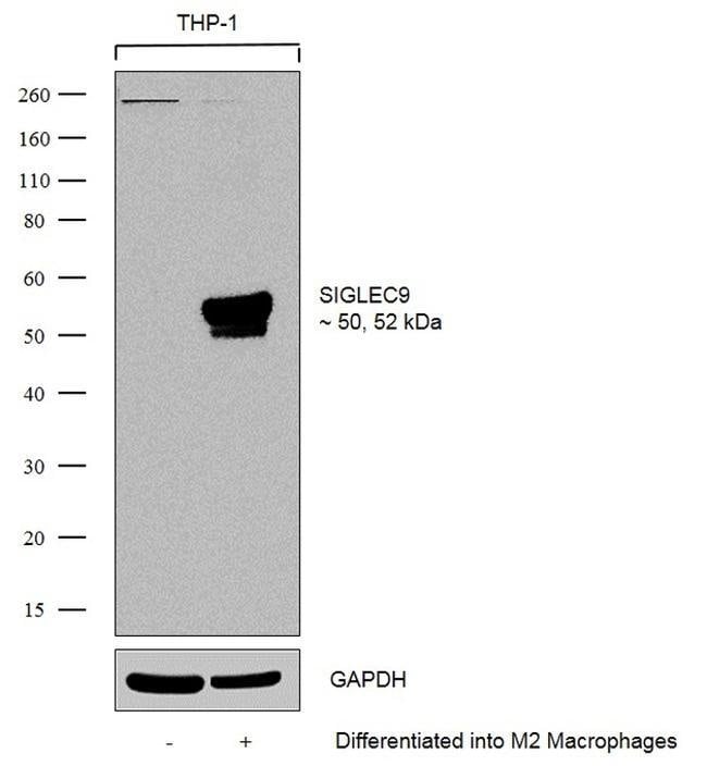 100UG SIGLEC98H11L21MONOANTIBODY 100UG