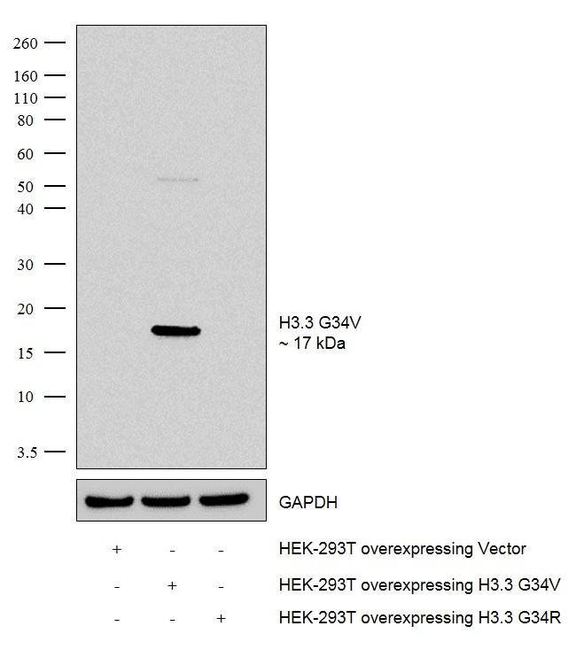 100UG H3.3G34V1H32L36MONOANTIBODY 100UG