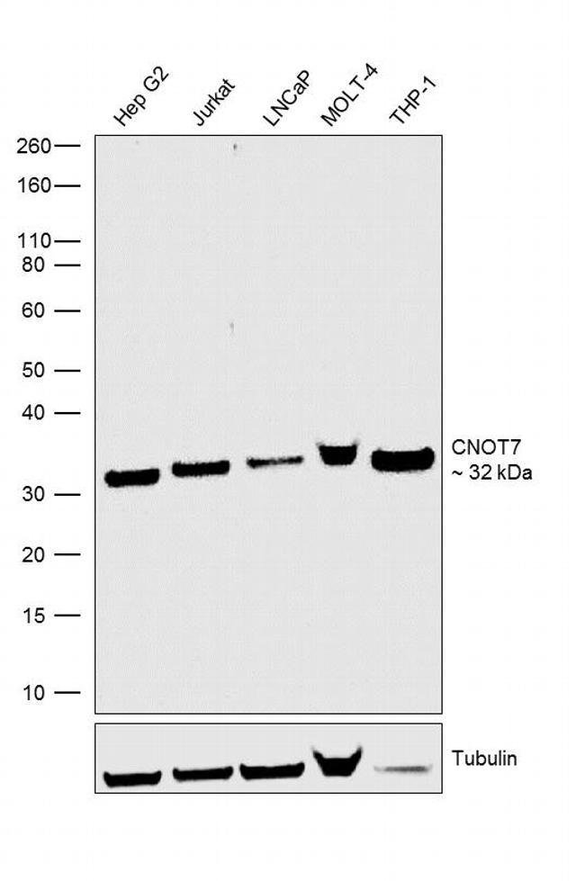 100UG CNOT72H45L49MONOANTIBODY 100UG