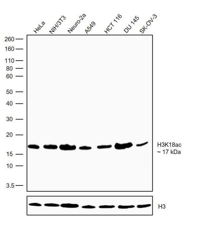100UG H3K18AC15H29L63MONOANTIBODY 100UG