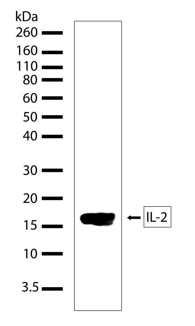 100UG Clone 2HCLC, Isotype IgG .