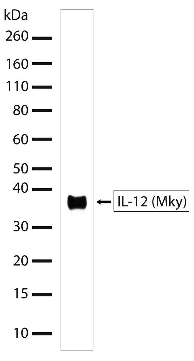 100UG Clone 2H6L2, Isotype IgG .