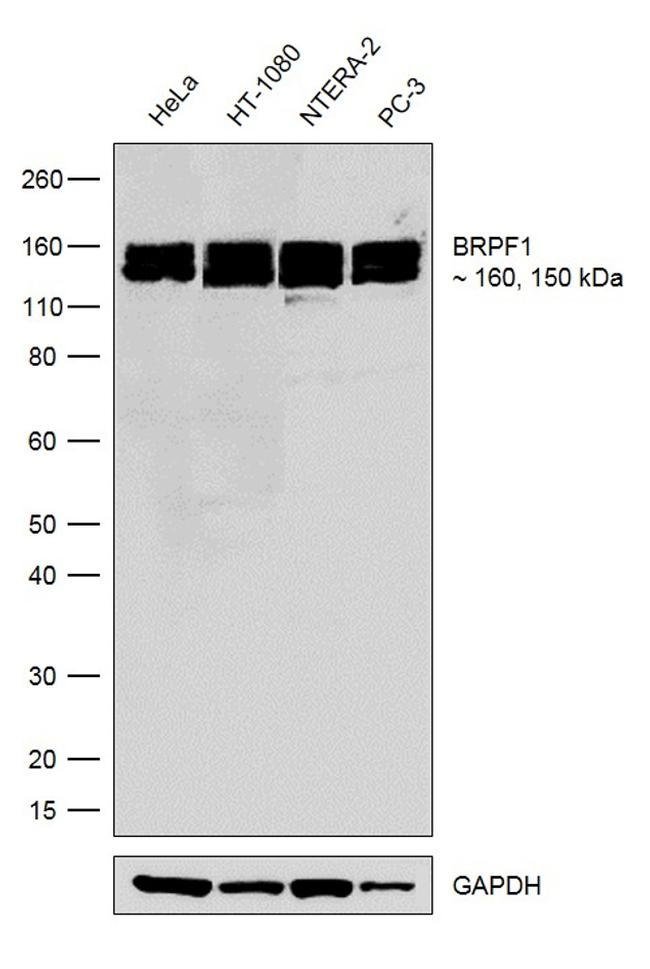 100UG BRPF119HCLCPOLYANTIBODY 100UG